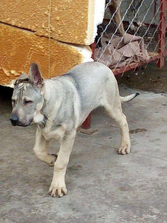 四个月的幼犬重达50斤,成年一定是头猛兽,狼青犬!