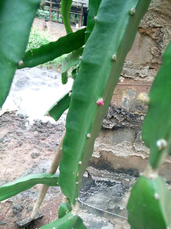 废弃砖瓦房成火龙果乐园,爬上墙头长出无米高