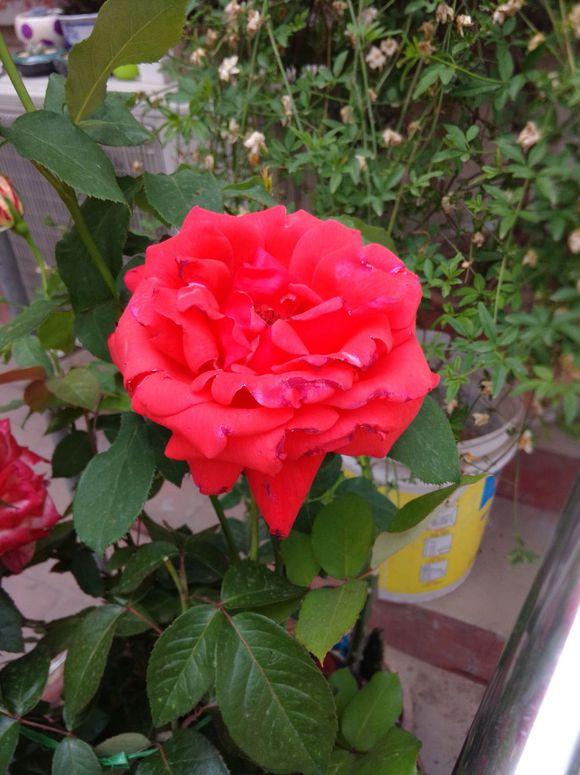 花花今天给大家介绍的这几种植物,不仅花朵会变色,而且一开