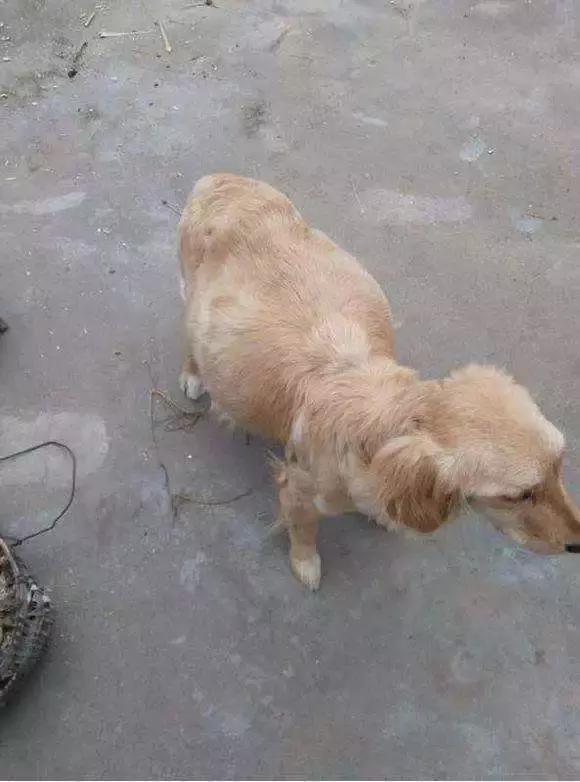 狗肉市场发现可能怀孕的金毛犬,小伙想要施救,过程却十分艰难!