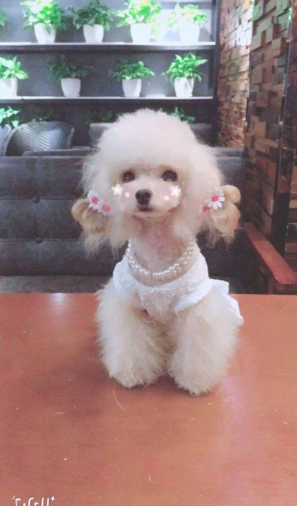 尴尬期的泰迪犬,别人问是什么狗狗,网友回答这