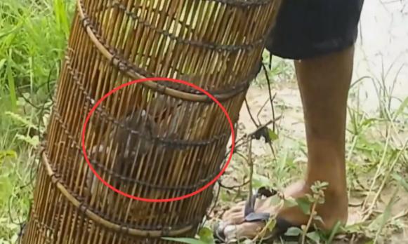 农村大妈陪丈夫在草甸抓鱼,用竹娄做陷阱,抓的