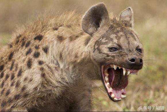 十大肉食猛兽排名, 狮子仅排第四, 前三名颇有争议(图)