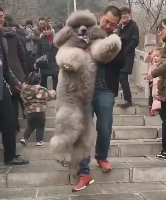狗主人带泰迪下山的表情包火了:谁还不是个宝宝了