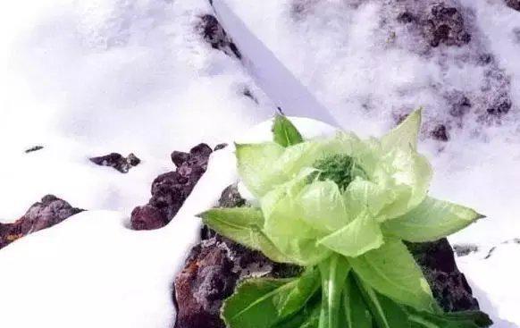 新疆天山上的雪莲花 , 太罕见了