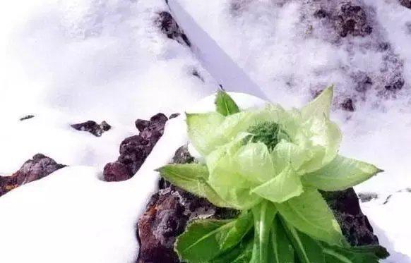 新疆天山上的雪莲花 , 太罕见了