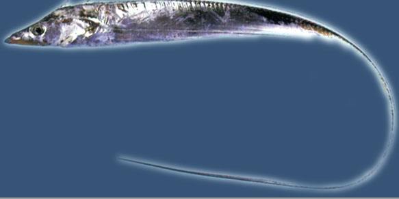 科普:为什么莱市场上没有活的带鱼和黄鱼?