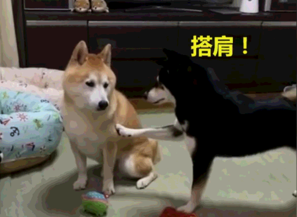 柴犬敢欺负拆家的二哈?摸头杀,抱腿摔,二哈真的是二哭