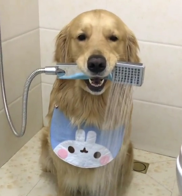 金毛蛋黄帮主人洗头叼吹风机