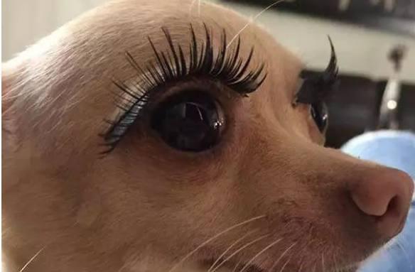 夭寿啦!汪星人成精了,下一步是不是占领地球?