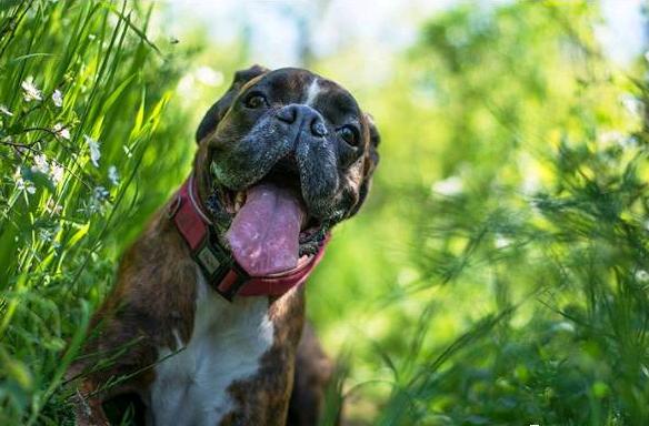 在世界各地用于家庭犬及警卫犬，深受人们的喜欢的拳师犬