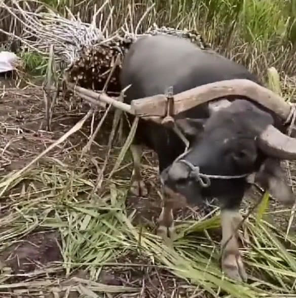 主人生病了,老牛自己套上牛轭拉把柴拉回家,让人感动