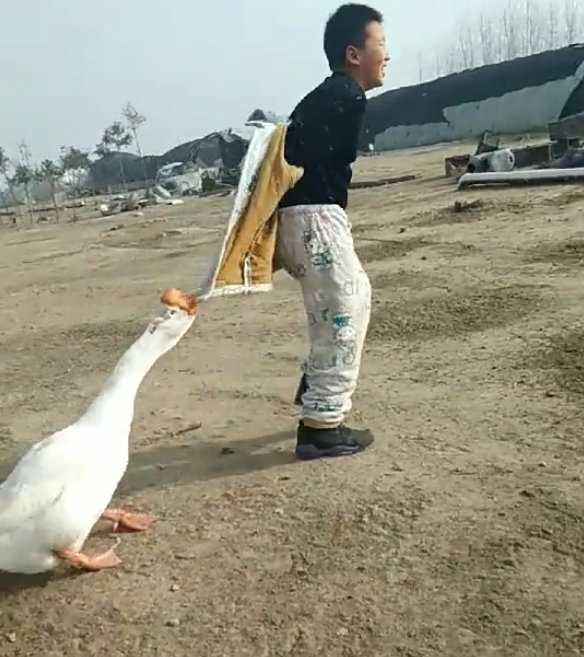熊孩子不信邪非去招惹大鹅,然后大鹅怒了,反手就是一顿狂啄!