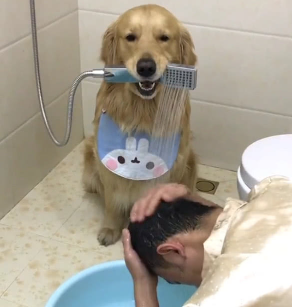 金毛蛋黄帮主人洗头叼吹风机