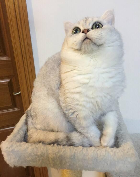 告别忽悠，教你怎么识别常见的英国短毛猫