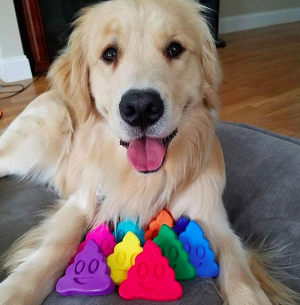 主人准备喂大小狗狗吃冰淇淋,但下一秒它的行为让人边笑边融化!