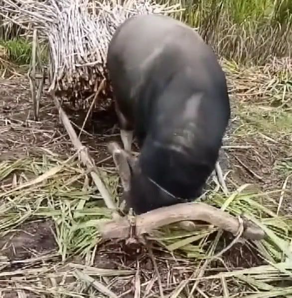 主人生病了,老牛自己套上牛轭拉把柴拉回家,让人感动