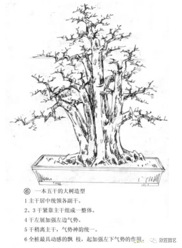一本多干式盆景制作方法|丛林|造型|主干_新浪新闻
