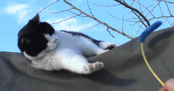 这是朕的 把朕快把朕 昨天小谈一下关于猫猫记忆力的话题,有盆友埋怨