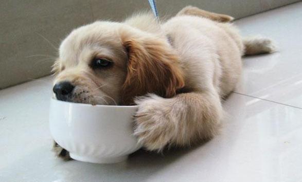 夏天狗狗不爱喝水,该怎么办?