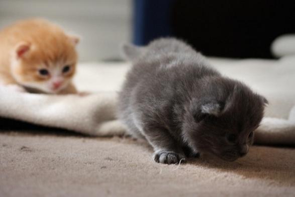 猫咪明明是肉食动物，为什么却唯独喜欢吃猫草呢？！
