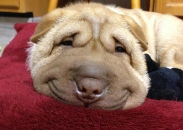 十张狗狗微笑相片告诉你,什么才是最美的微笑