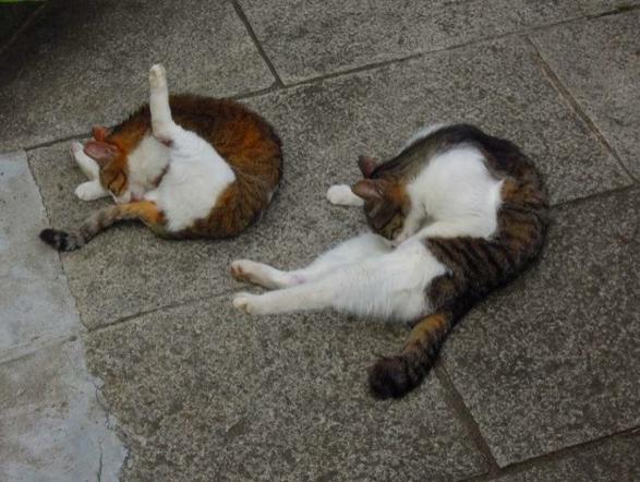 猫咪明明是肉食动物，为什么却唯独喜欢吃猫草呢？！