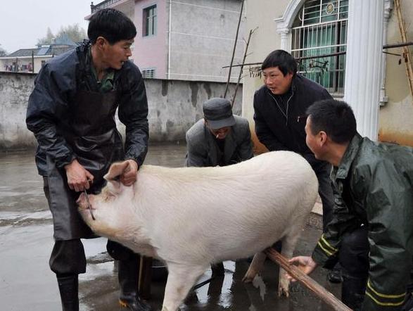 公婆每年都会喂一头猪,留着过年杀.