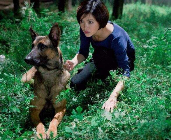 它就是中国最优秀的军犬昆明狼犬