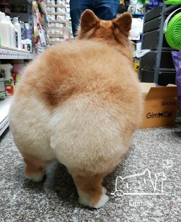 台湾网红长毛柯基kuma酱,一只屁屁会吃手的大抠基