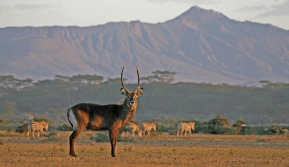 非洲人不种田不打井靠什么生活? 原来生活靠狩