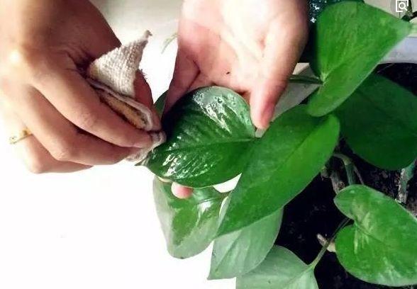 奶粉酸奶大豆油,这些东西越过期,养花越好使!