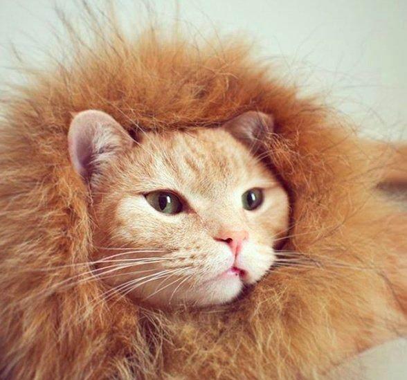 猫咪变小狮子,原来只需要这一步!
