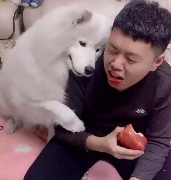 男主不同意养狗, 女主执意要养萨摩耶, 狗狗长大