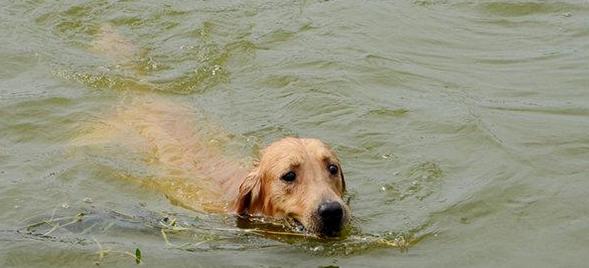梦到狗被淹死,梦境背后的深层含义与解析 梦到狗被淹死,梦境背后的深层含义与解析