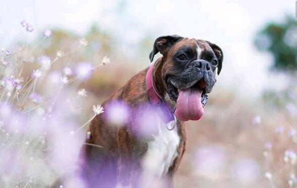 在世界各地用于家庭犬及警卫犬，深受人们的喜欢的拳师犬