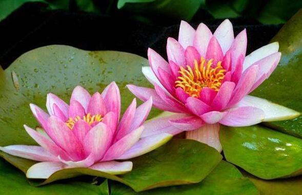 没钱别人都看不起! 3生肖马上横财百万, 中大奖