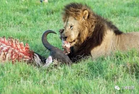鬣狗群的食物竟被抢了,雄狮一出手,鬣狗的食物