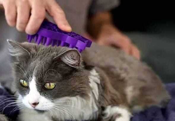 这4个针对猫咪掉毛的妙招太有用了!