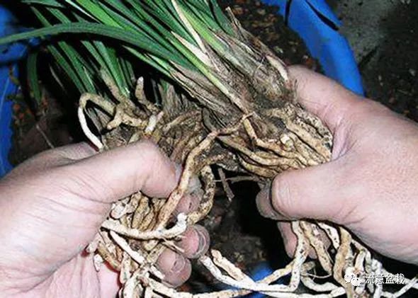 周恩来故居院里的观音柳谁栽的