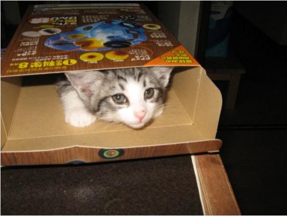 猫咪明明是肉食动物，为什么却唯独喜欢吃猫草呢？！