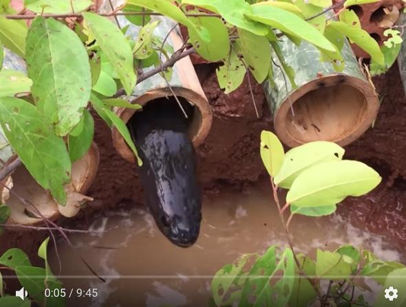 用竹子造捕鱼陷阱放在河里,第二天看到惊喜一