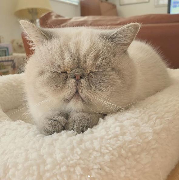 谁说猫咪只有大眼睛才可爱,这两只酷爱眯眼的小猫也能"天然萌"