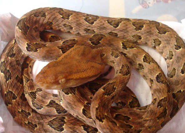 一克毒液比黄金还贵,中国境内能排上号的十大