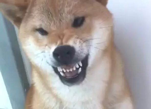柴犬对着主人龇牙咧嘴,主人上去就是一巴掌:活腻歪了是吧?