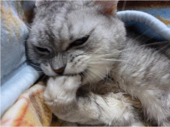 猫咪明明是肉食动物，为什么却唯独喜欢吃猫草呢？！