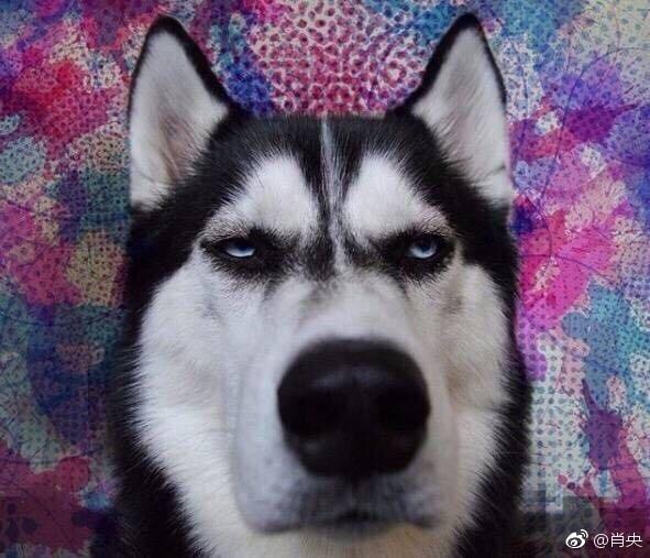 尴尬的肖央,犹豫该不该出去骂街