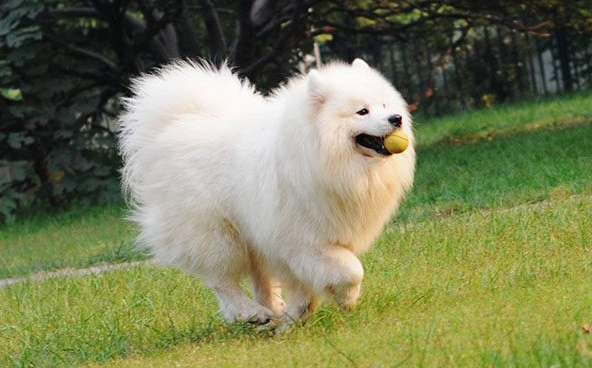 语说猪来穷,狗来富,猫来盖白布是什么意思?真