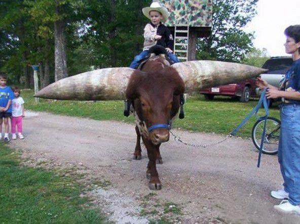 世界上最大的牛角,可以进来看看这篇文章