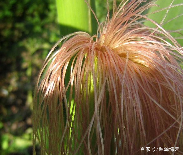 喝玉米须泡水真的可以降血糖吗?